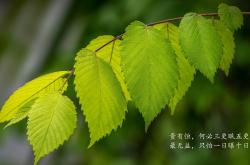 开云体育入口-蓝衣军团的救赎，2026世界杯复仇之夜，迪亚斯点亮美利坚的暗夜
