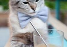 开云体育中国-龙吟九天，凤舞苍穹，中国队羽球横扫德国，陈雨菲绝对统治展王者风范