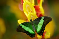 开云体育平台APP-绿茵场变烽火台，当本泽马用足球诠释战场的唯一性