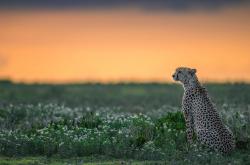 开云体育-星火燎原，阿尔瓦雷斯以一人之焰，灼烧希腊铁壁
