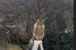 开云体育中国-哥斯达黎加碾压克罗地亚，足球史诗的背面，与加维越大越强的舞台辩证法