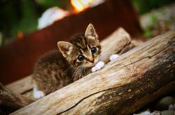 开云体育登录-足球小国的巨人之心，克瓦拉茨赫利亚的爆发与马里队的非洲雄心