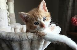 开云sport-冰岛之寒与伊布之火，淘汰赛的团队凯歌与球星的个人统治