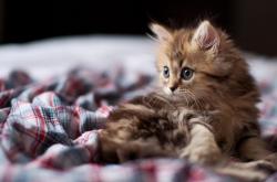 开云体育入口-历史与绿茵场，当美国粉碎葡萄牙遇上巴斯托尼的欧冠传奇