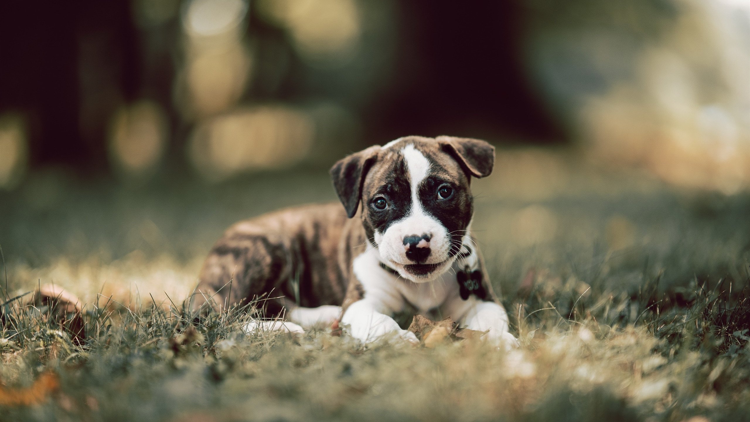 驼铃响彻天山,麦科勒姆引领新疆队穿越胜利之沙