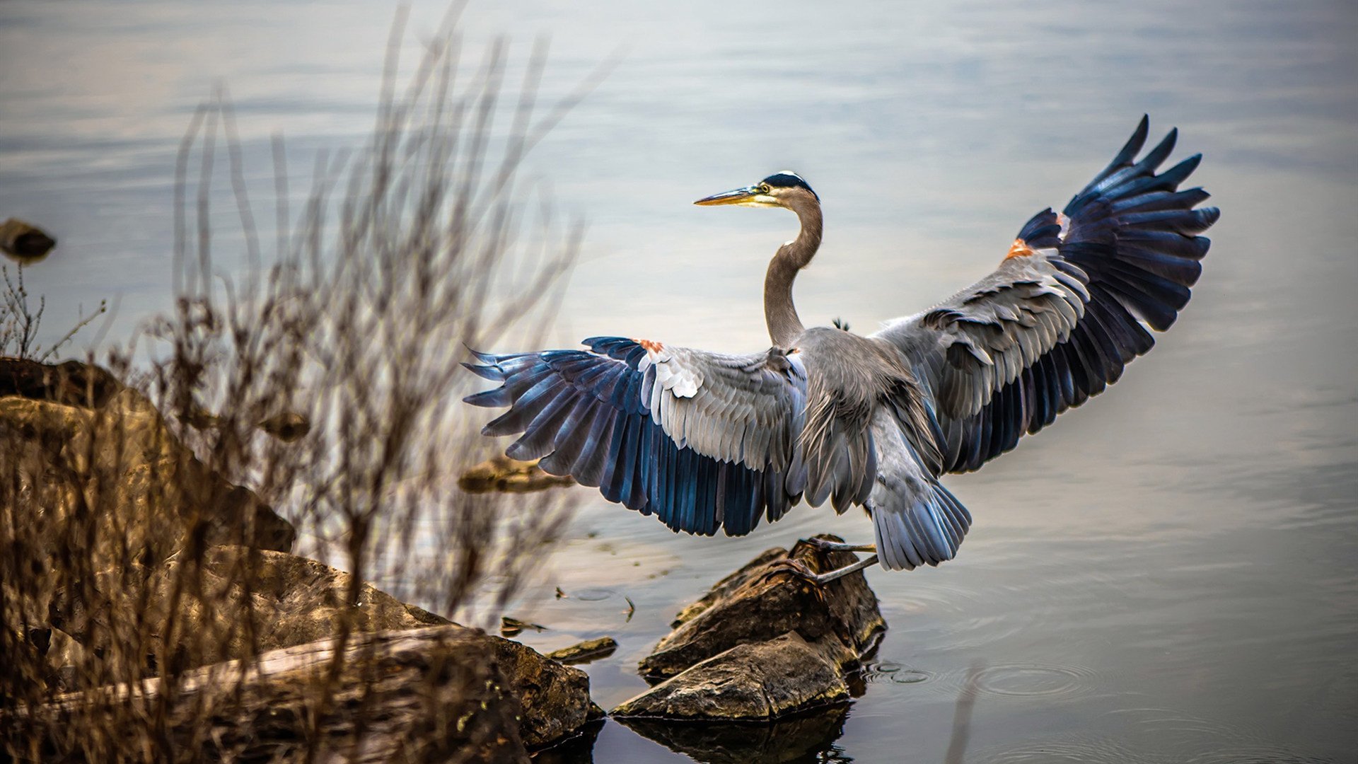 暗夜中的彩虹,英格拉姆一球成王,定鼎欧洲之巅