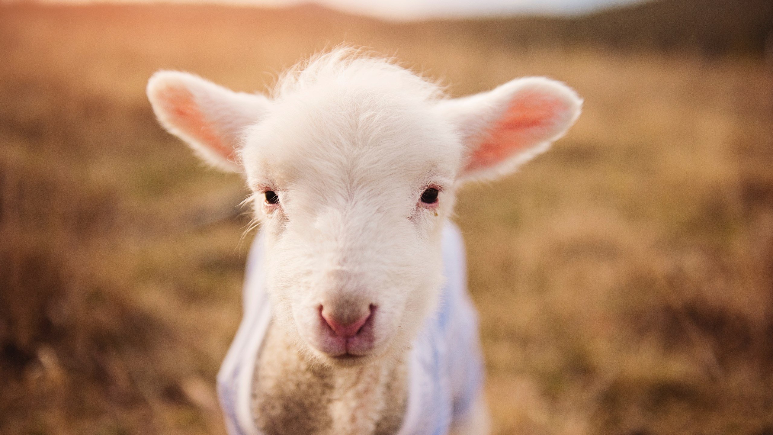 跨界巨星改写历史，当劳塔罗空降英伦，一场友谊赛如何升华为个人统治秀？