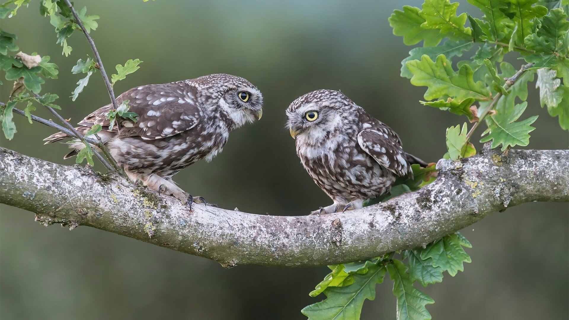数据为王,欧冠决赛夜,奥亚尔萨瓦尔如何用一组统治级数字书写孤独传奇