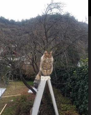哥斯达黎加碾压克罗地亚,足球史诗的背面,与加维越大越强的舞台辩证法