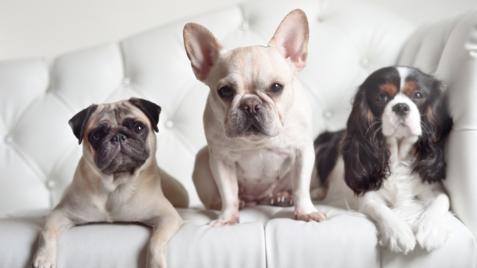 地下室到世界之巅，那个属于哈利伯顿与打工人的美加墨世界杯之夜