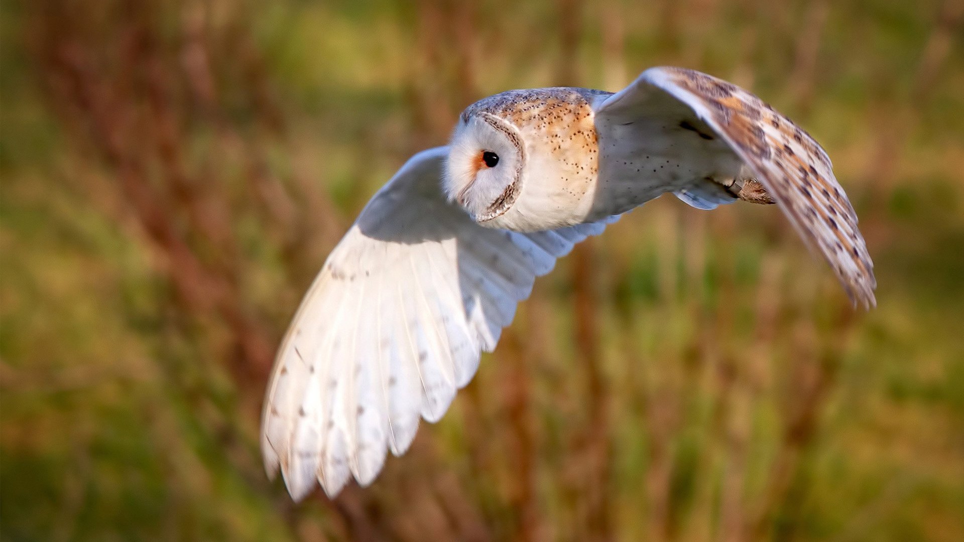法式利刃出鞘！姆巴佩独造三球主宰比赛，尼斯溃败揭开世界第一争夺战新章
