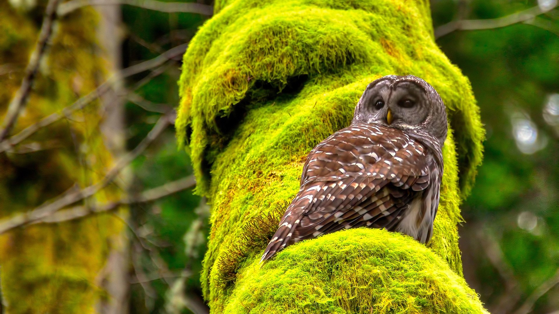 苏格兰式铁幕,深度解析战术如何锁死红军,迪巴拉如何化身致命手术刀