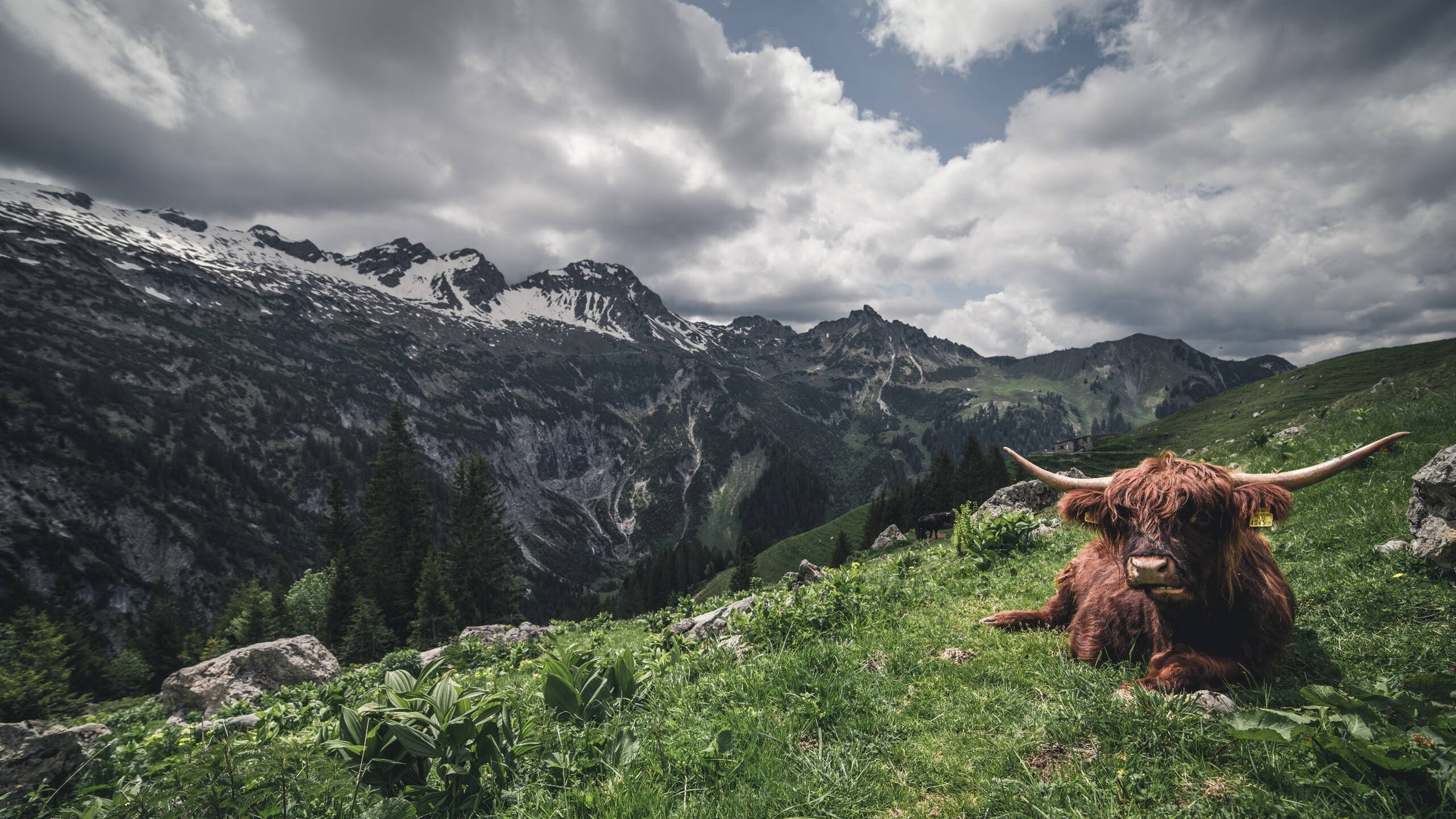 (扩展思维后提供三个备选)