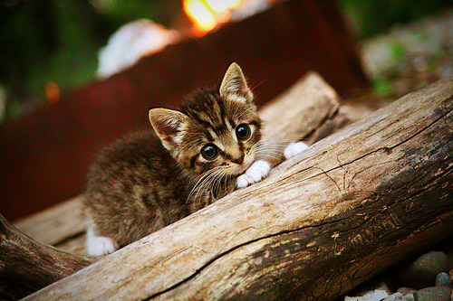 足球小国的巨人之心，克瓦拉茨赫利亚的爆发与马里队的非洲雄心