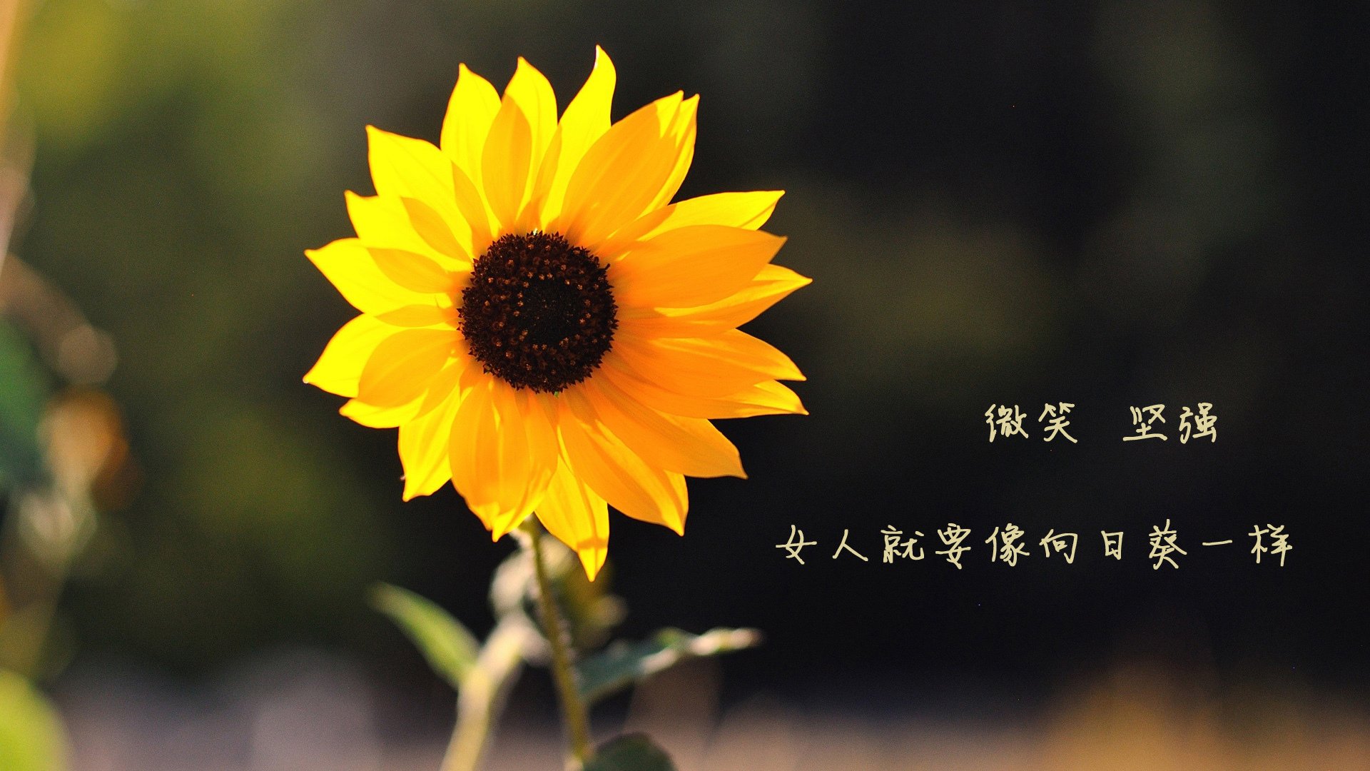 不被看好的神迹，森林狼铁锁与范乔丹圣光，体育世界唯一性的两面