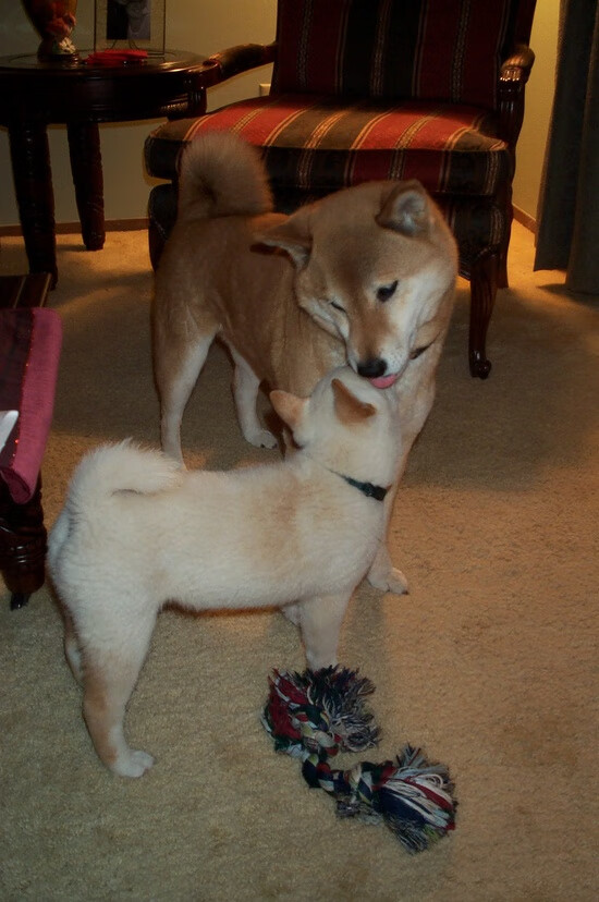 当圣西罗的风吹向威斯特法伦,一场跨越足球版图的争冠暗战