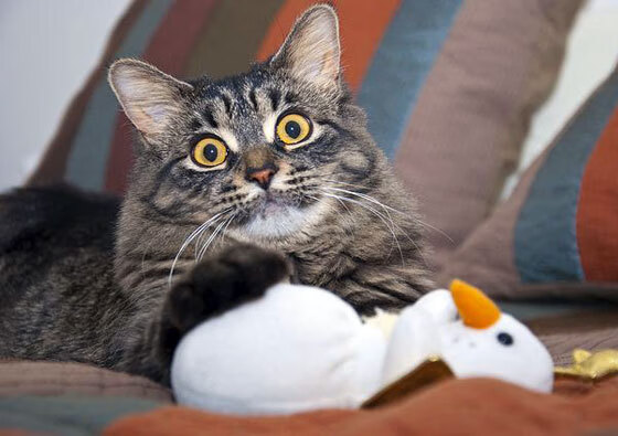 凌晨三点四十七分的金光,迪巴拉,在雨夜为德甲写下唯一脚本