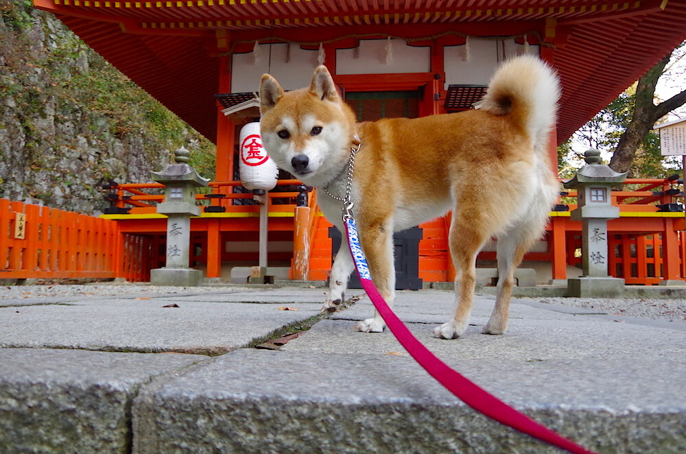 世纪大战，勇士三分暴雨浇灭湖人 排名争夺战现新格局