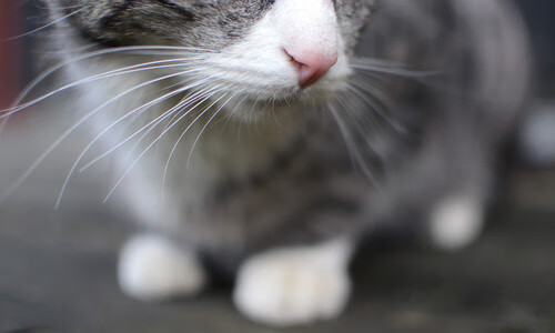 狂飙43分逆转深海！最后7分钟神临，浓眉一人掀翻上海滩