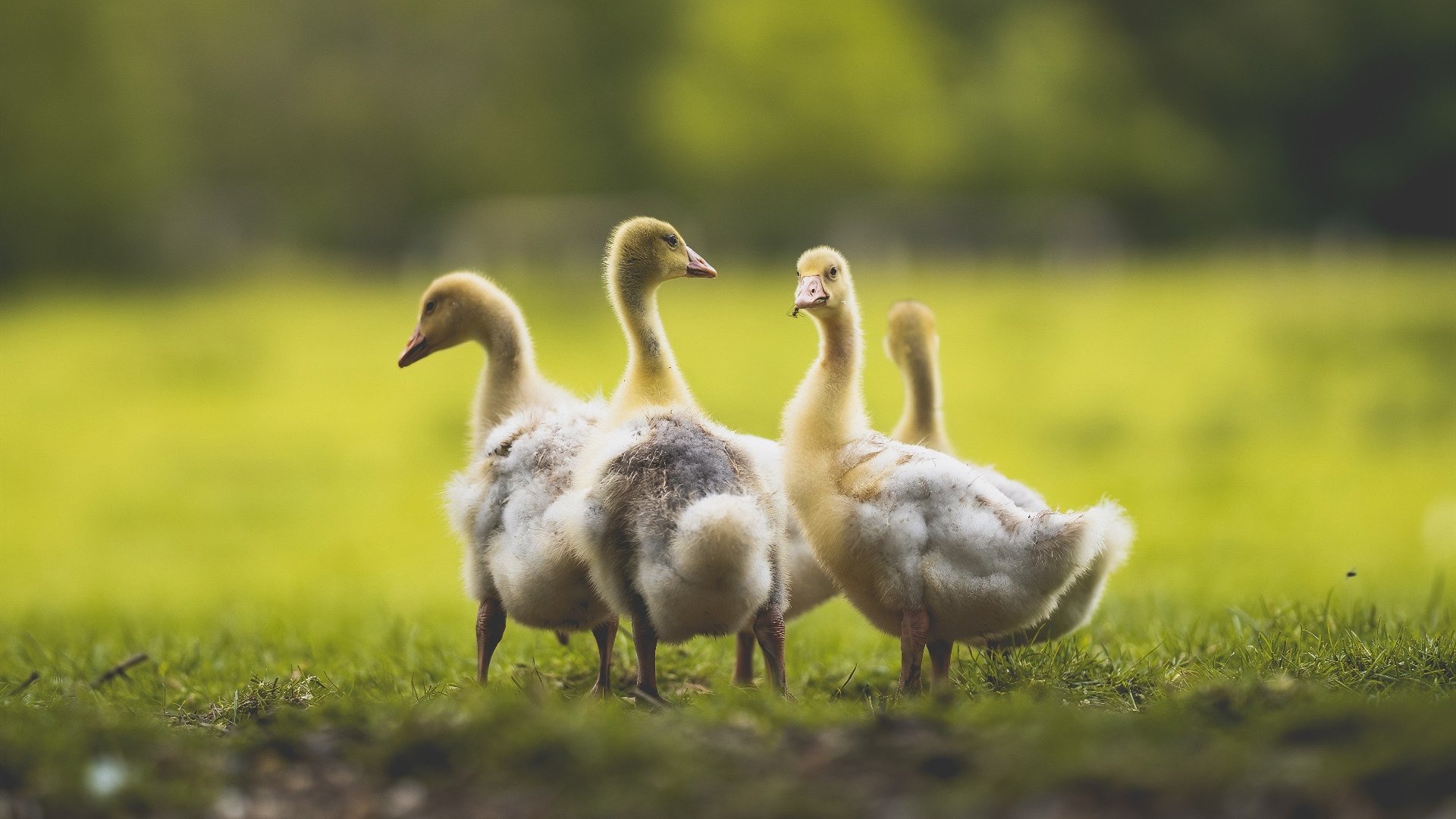 巨人杀手,冰岛足球的哲学如何影响英超争冠