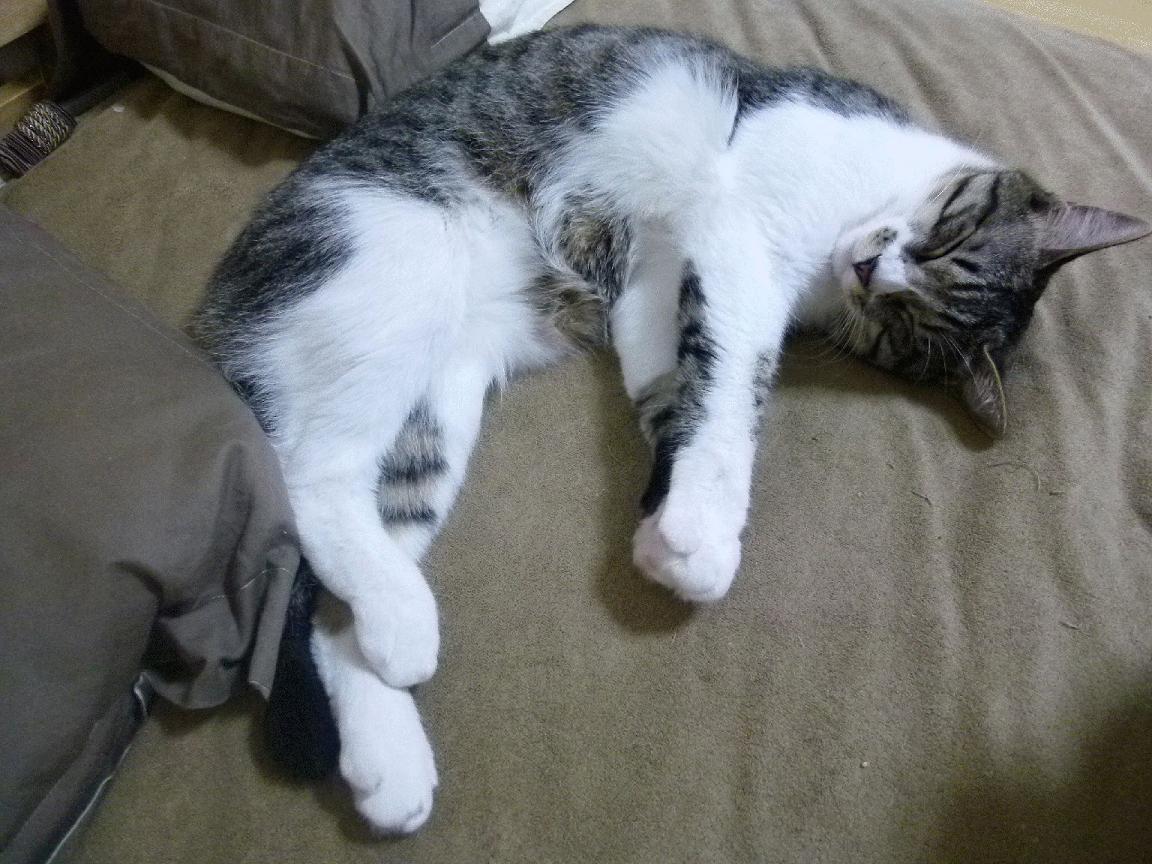 太阳照常升起，当西亚卡姆的巨星光芒照亮深圳队的突围之路