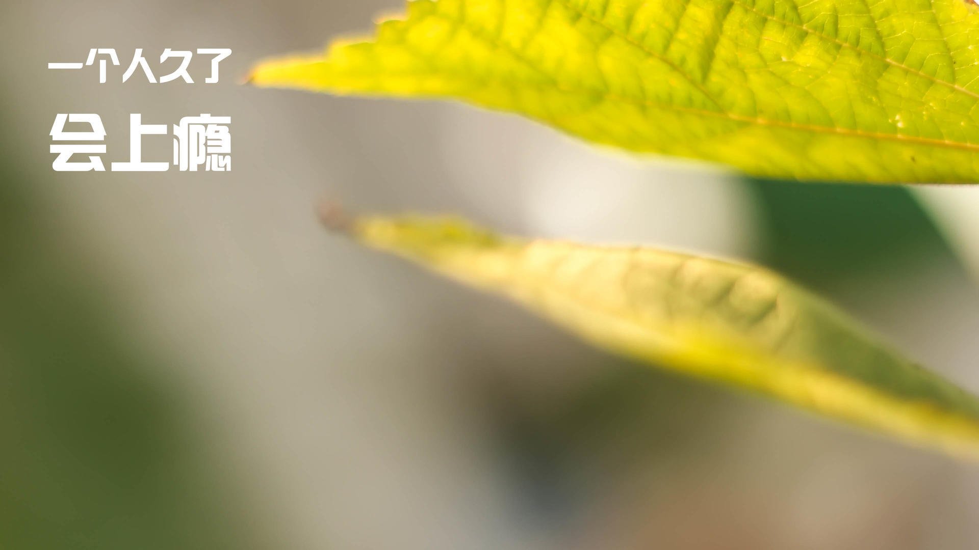 风眼无声,哈利伯顿的抢七转换艺术