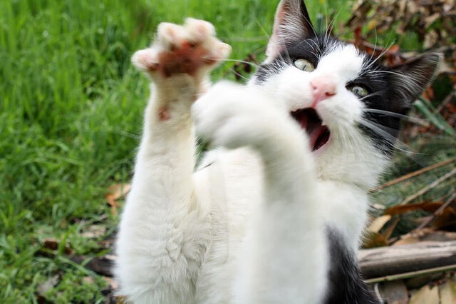 苏格兰风笛引爆曼彻斯特蓝调，临时战士蒂亚戈如何点燃战场