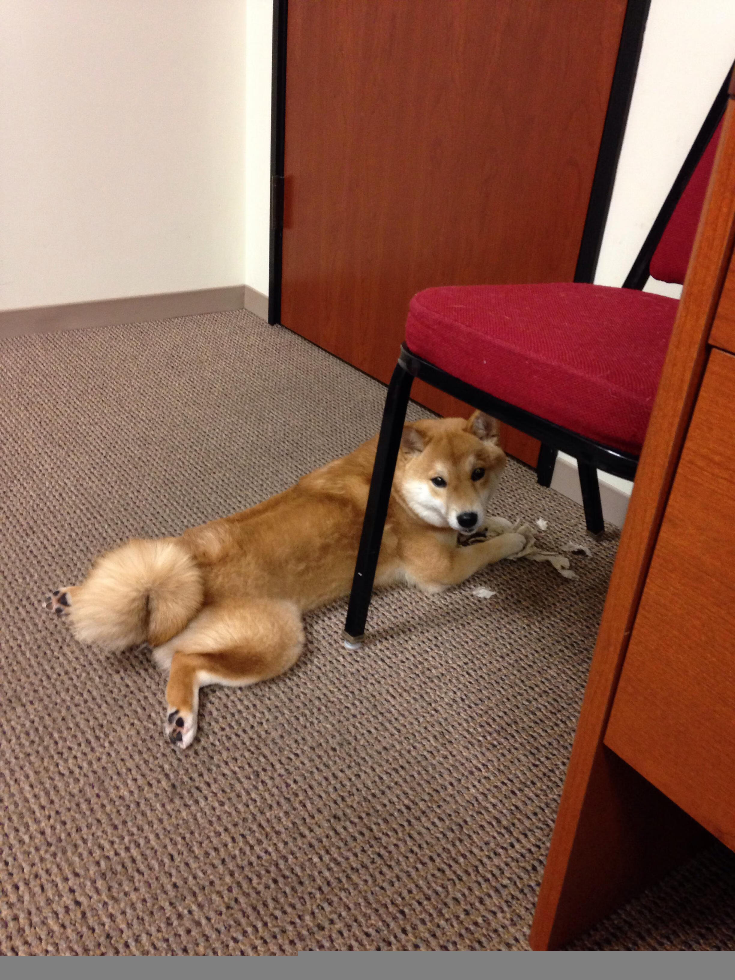 篮球剧场，当尼克斯的钢骨撞上勇士的水银，拉梅洛在纪录的灰烬中重生