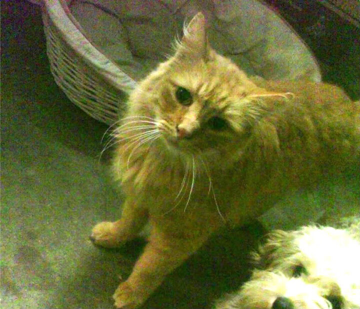 NBA向奥运交棒，太阳落幕后，伦纳德在巴黎周期吹响接管号角