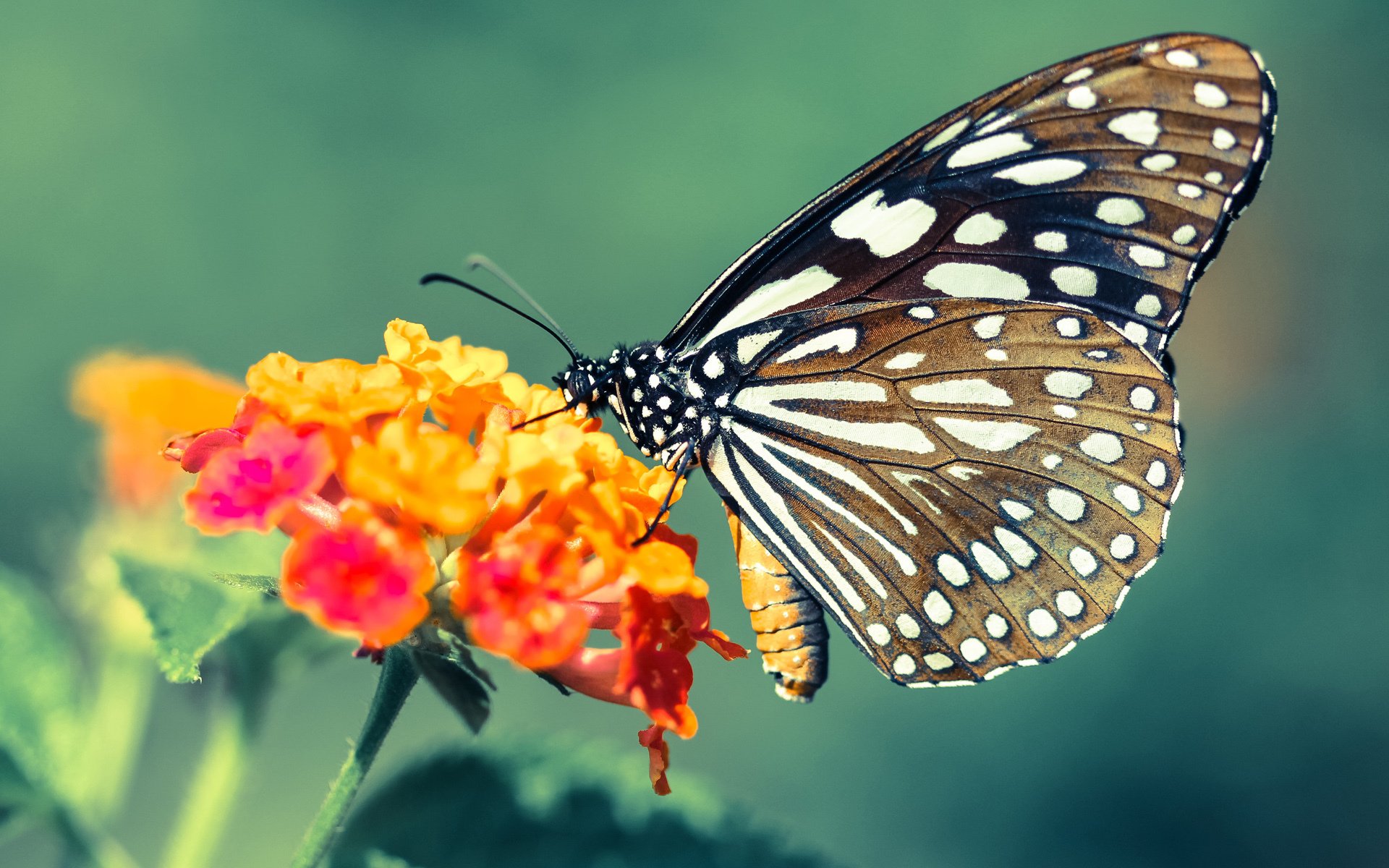 2021总决赛G6，当一切陷入静音，唯他踏出重低音