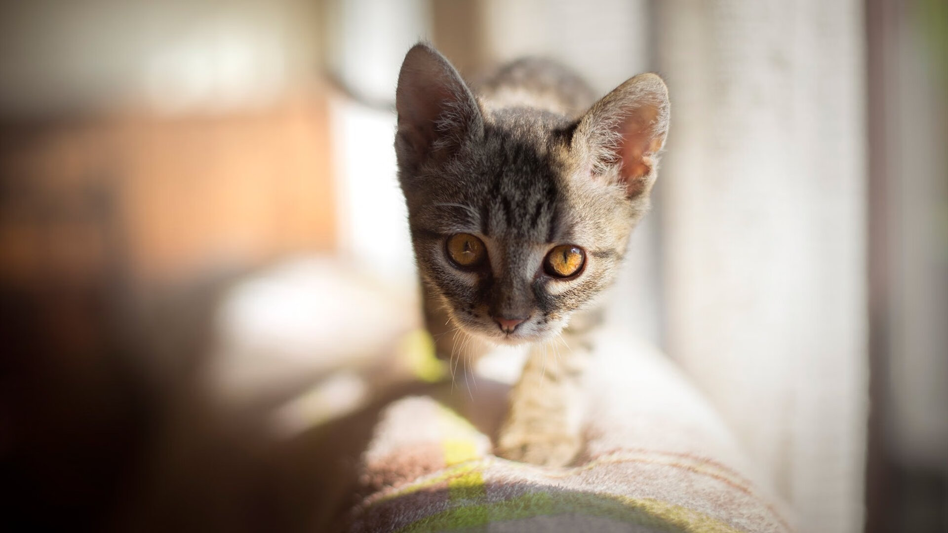 血战2026，喀麦隆逆天改命，萨内独舞难救德意志—C组最强对决的史诗逆转